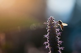 花,蜜蜂,昆蟲