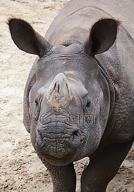 犀牛,動(dòng)物,動(dòng)物園