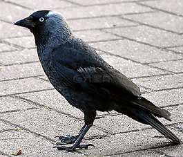 寒鴉,鴉雀,黑鳥