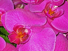 蘭花,鮮花,粉紅色