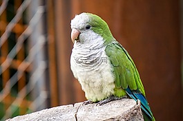 鳥(niǎo),動(dòng)物園,長(zhǎng)尾鸚鵡