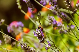 薰衣草,蜜蜂,昆蟲