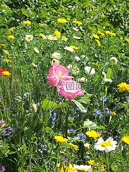 花,原野,植物