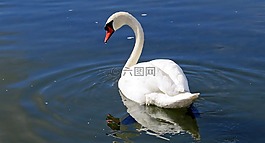 天鵝,水禽,水