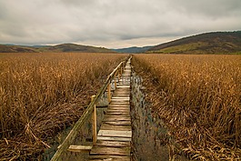 木,橋,路徑