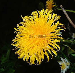 蒲公英,開(kāi)花,黃色