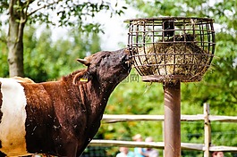 牛,干草,農(nóng)業(yè)