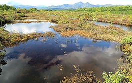 秋季,森林,湖