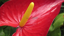 花,百合,自然