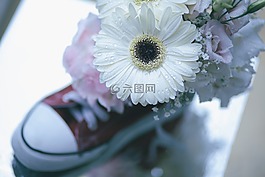 白,花瓣,鮮花