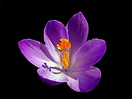 花,krokus,性质