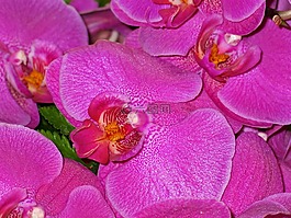 蘭花,鮮花,粉紅色