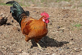 鳥,動物,自然