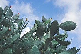 仙人掌,植物,刺