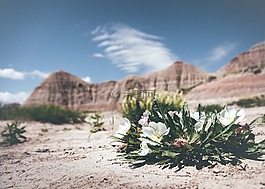 盛開,開花,沙漠
