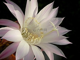 花,蓮花,布魯姆