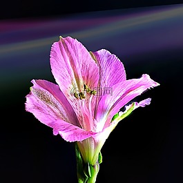 花,植物區(qū)系,自然