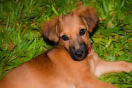 狗,小狗,動物