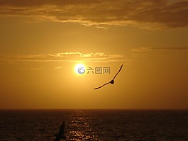 太陽,鳥,海