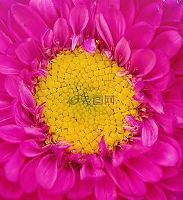 自然,花,植物區(qū)系