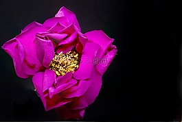 花,自然,植物區(qū)系