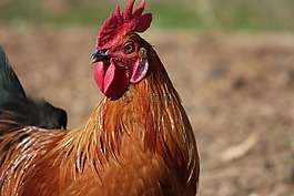 鳥,自然,動物