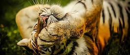 虎,動物,野生動物