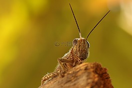昆蟲,蚱蜢,宏