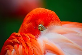 火烈鳥,鳥,野生動物