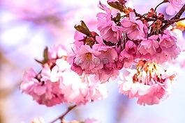 盛開,開花,模糊