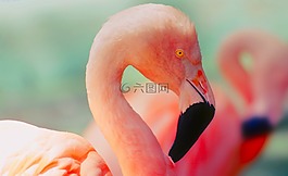 火烈鳥(niǎo),鳥(niǎo),野生動(dòng)物