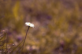 雛菊,花,指出花
