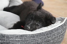 比利時(shí)牧羊犬,狗,小狗