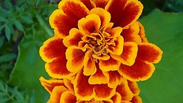 萬壽菊,壯麗的,花圖案