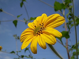 花,黄色,黄色花