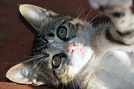 貓,動物,年輕的貓