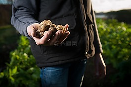 特寫,夏時制,食品