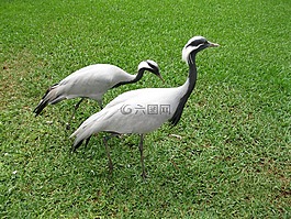 起重機,鳥,性質(zhì)