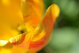 花,花瓣,郁金香