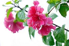 槿,花,花瓣