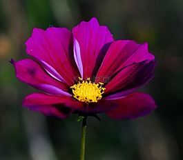 花,開花,野花