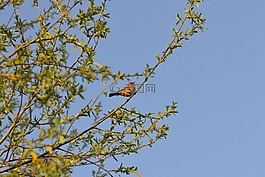 鸟,dunnock,树