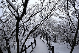 冬季,木材,雪