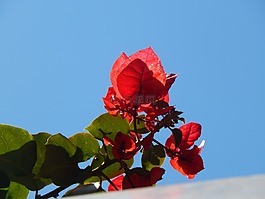 藤,植物,朵紅色的花