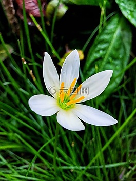 風雨蘭,花,自然