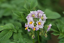 土豆花,花瓣,雄蕊