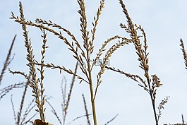 穗,草,葉片草