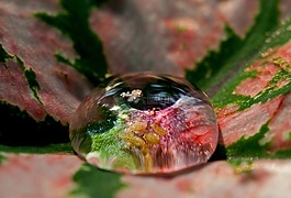 水,下降,昆蟲