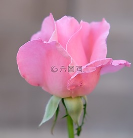 花,自然,植物區(qū)系