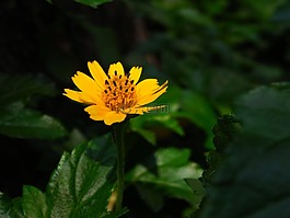 花,黃,泰國